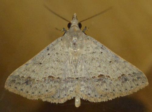 Gesonia sp.